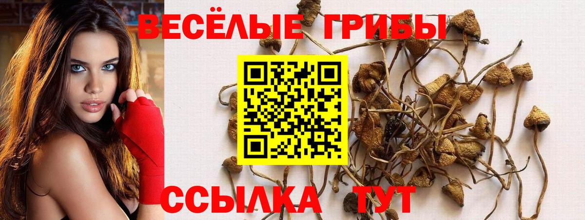 Кудрово  Псилоцибиновые грибы MAGIC MUSHROOMS  Вход с VPN  цена   Псилоцибиновые грибы Psilocybe 